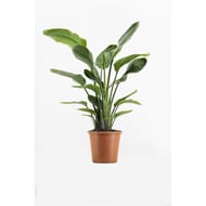 Strelitzia  HT180 cm C18L