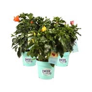 Hibiscus P20
