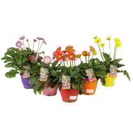 Gerbera garvinea pot ton sur ton P19