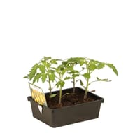 Tomate cerise jaune barquette x4