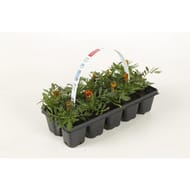 Tagetes clayette de 10
