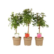 Rosier tige p19 80cm boutonnée