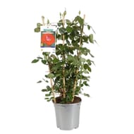 Rosier meilland espalier P20 70cm