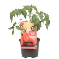 Tomate greffée C.D.B  corazon P13