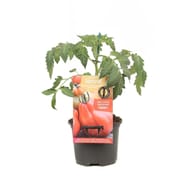Tomate greffée C.D.B gourmandia P13