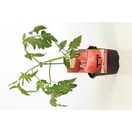 Tomate greffée maestria P13