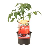 Tomate greffée roma P13