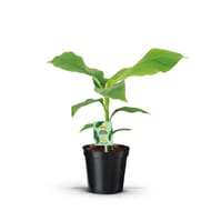 Musa basjoo C 2L
