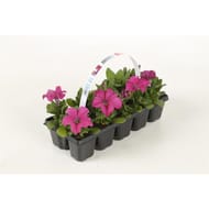 Petunia clayette de 10