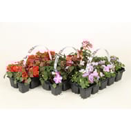 Impatiens clayette de 10