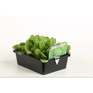 Salade appia barq de 12