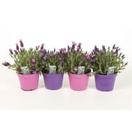 Lavande stoechas P14 pot coloré