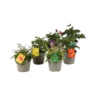 Geranium odorant mix p15