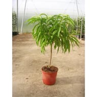 Nectarinier nain c5