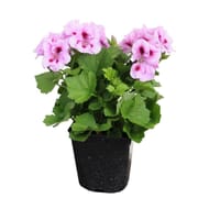 Pelargonium grandiflorum pot 1 litre