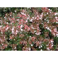 Abelia grandiflora varies c.4l rc