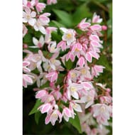 Deutzia c4