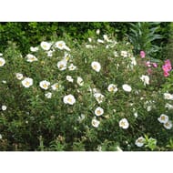 Cistus C4L