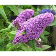 Buddleja C.4L RC