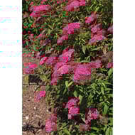 Spiraea C4.L RC