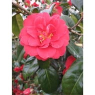 Camellia C7.5L 7 ans
