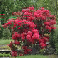 Rhododendron X C7.5L