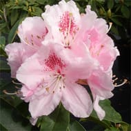 Rhododendron C.15L