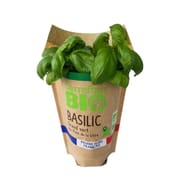 BASILIC GRANDE FEUILLE POT CARREFOUR BIO