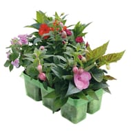 Mélanges espèces ombres  pack 6 pet thermo
