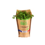 CORIANDRE BIO EN POT CARREFOUR BIO