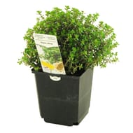Thym citron pot 1 litre