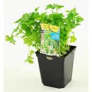 Persil geant pot 1 litre