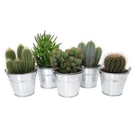 Cactus mix pot 17cm