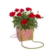 Rosier en sac