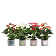 Anthurium mix en céramique