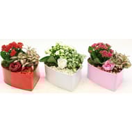 Composition 2 plantes en zinc coeur