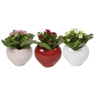 Mini kalanchoé en céramique