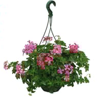 Géranium lierre simple suspension 23cm
