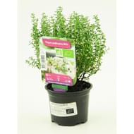 Thym ordinaire pot 0,5 litre bio