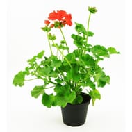 Géranium zonale pot 13cm