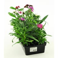Oeillet de Chine barquette de 10 plants godet 7cm