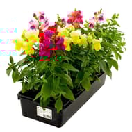 Muflier barquette de 10 plants godet 7cm