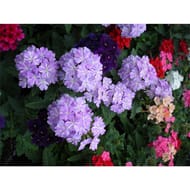 Verveine retombante pot 0.5 l