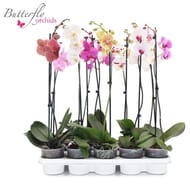 Phalaenopsis 1 tige mix