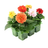 Dahlia bouture pack de 6 thermo pet