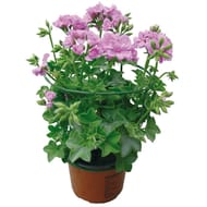 Géranium lierre double pot 13cm