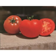 Tomate Saint Pierre barquette 6 plants