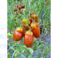 Tomate andine cornue des Andes barquette 6 plants