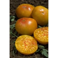 Tomate ananas barquette 6 plants