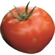 Tomate cobra barquette 6 plants